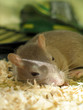 pet gerbil sleeping