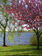 frühling an der alster