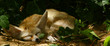 fennec