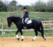 dressage et cross