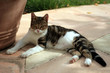 chat