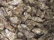 oysters for sale sea food oysters for sale sea food