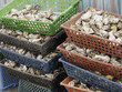 oysters for sale sea food