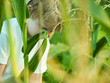 child in the garden child in the garden