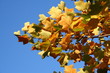 autumn landscape, tulip tree leaves