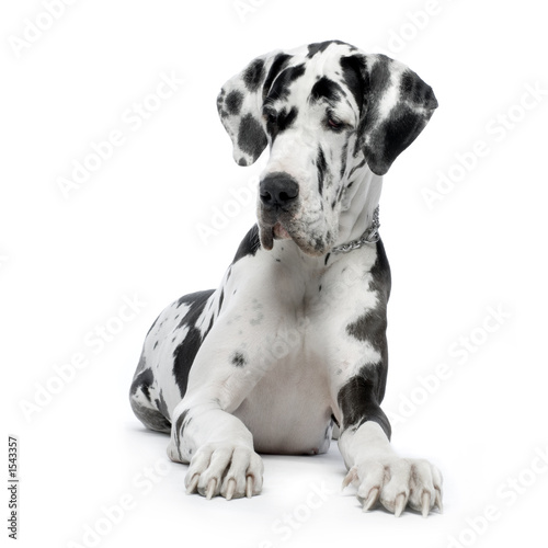 great dane
