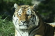 portrait eines tigers