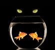 fish & cat