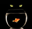 fish & cat
