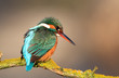 kingfisher kingfisher