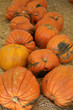 huge holiday pumpkins