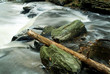 fallen tree log laying in flowing stream