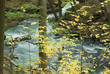 fall colored yellow leaves and flowing stream