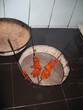 tandoori chicken