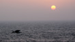 crépuscule océan crépuscule océan