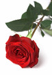 red rose, front view