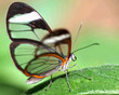 clear wings clear wings