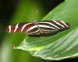 tiger butterfly tiger butterfly