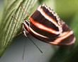 upside down butterfly upside down butterfly