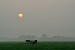 misty cows
