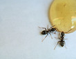 ants at lunch