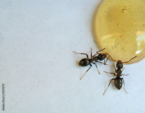 Foto: ants at lunch ants at lunch