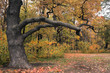 oak branches-2