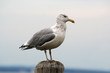 seagull perched