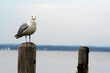 seagull perched