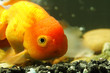 lion head goldfish