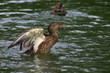 ente3
