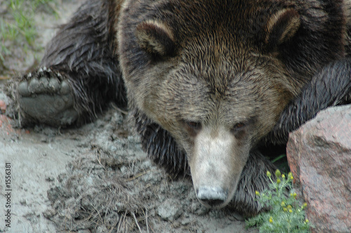 ours ours
