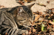 herbstliches sonnenbad