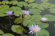 water lilies on a pond