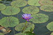 water lilie on a pond