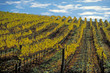 autumn vineyard napa valley