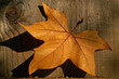 autumn leaf against weathered wood