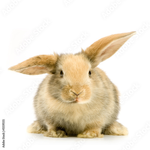 Foto: lapin sur fond blanc lapin sur fond blanc