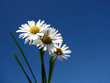 camomiles