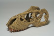 t rex skull