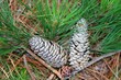 pine cones
