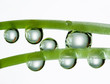 pearls