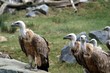 parc animalier parc animalier