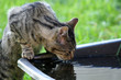 katze beim trinken.