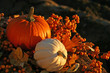 harvest colors