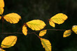autumn leaves