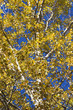 fall birch leaves reflect