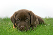young labrador young labrador