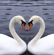 swans heart