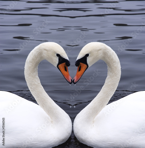 Photo: swans heart swans heart